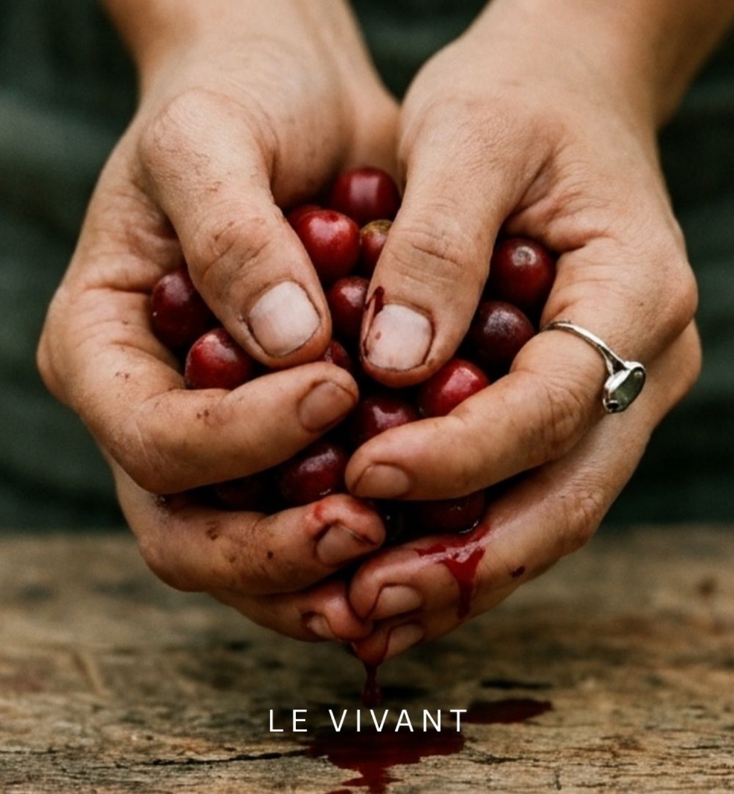Mains tenant des cerises de café
